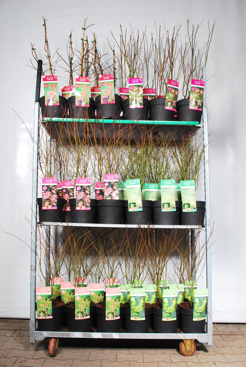 Japansk lönn (Acer palmatum) i sorter C7 (7 liters kruka) 60-80 cm