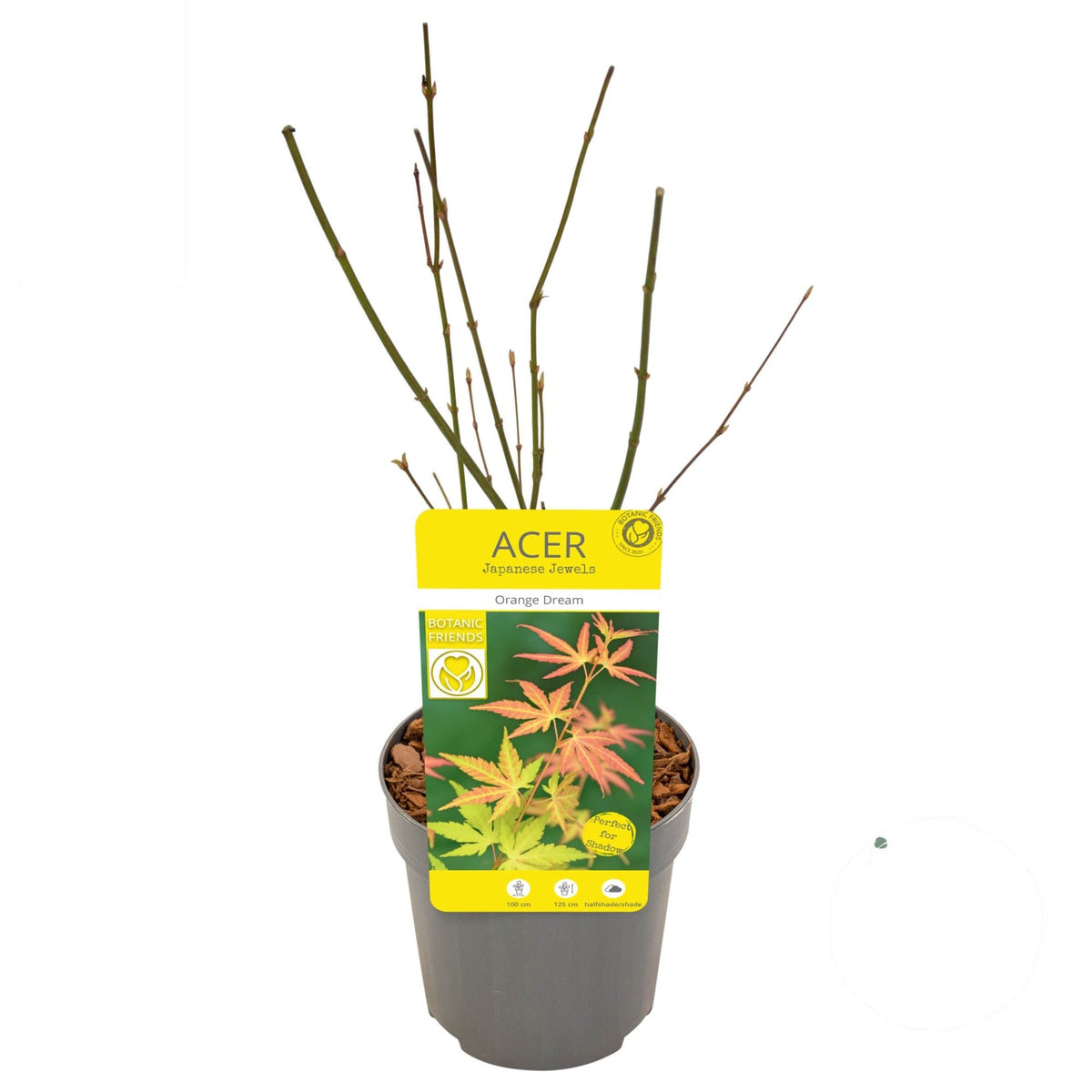 Acer palmatum &