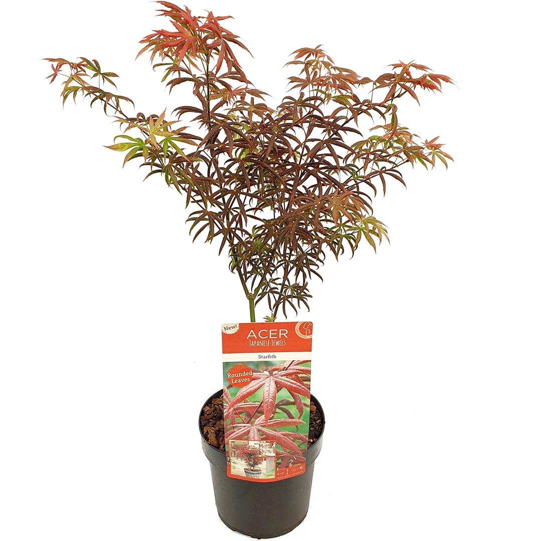 Acer palmatum &