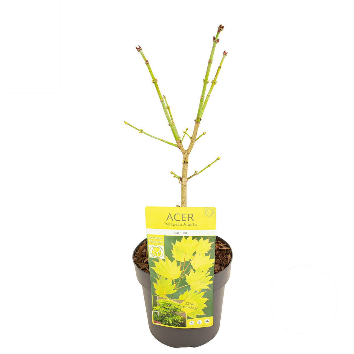 Acer shirasawanum &
