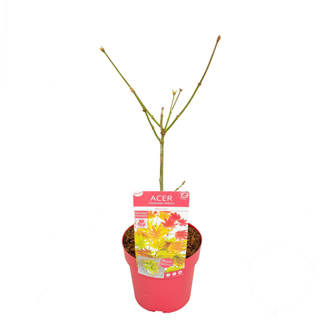 Acer shirasawanum &