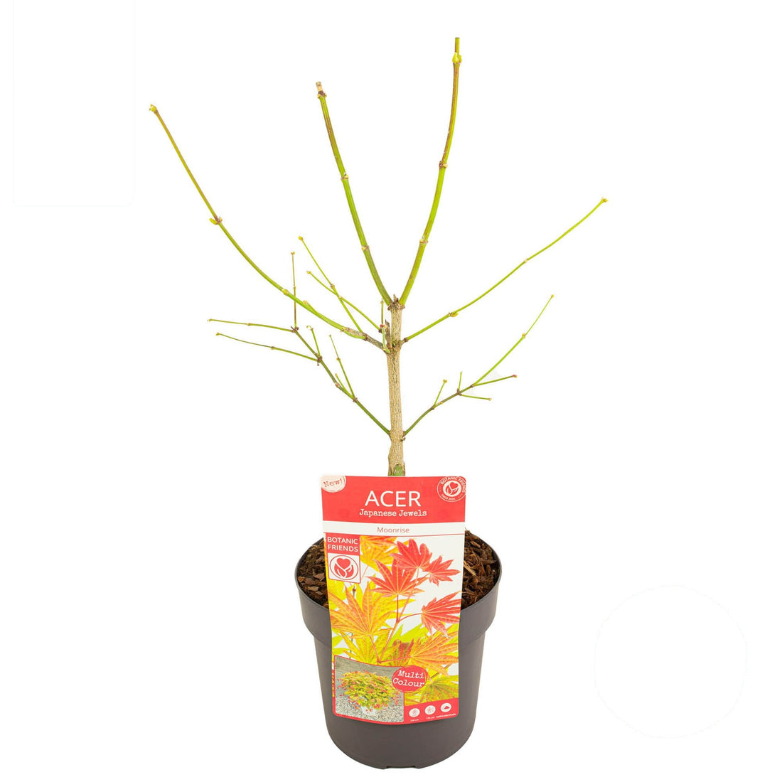 Acer shirasawanum &