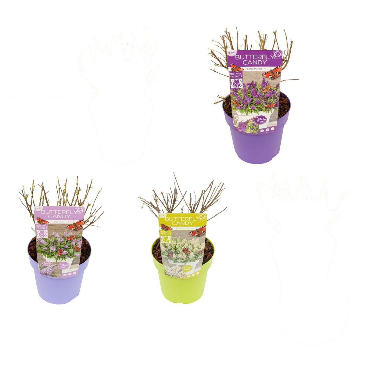 Buddleja davidii &