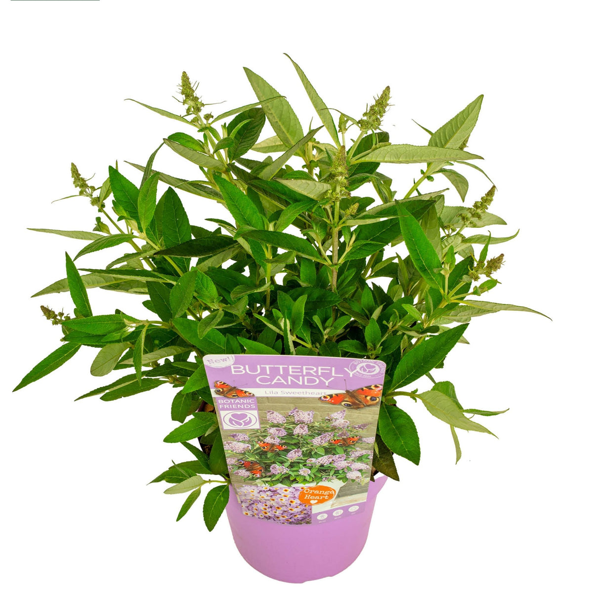Buddleja d. &