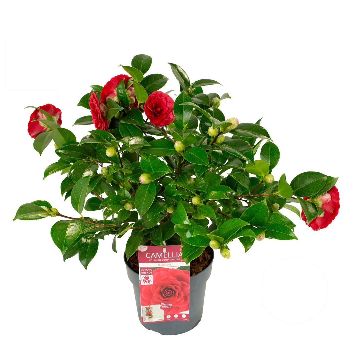 Camellia &