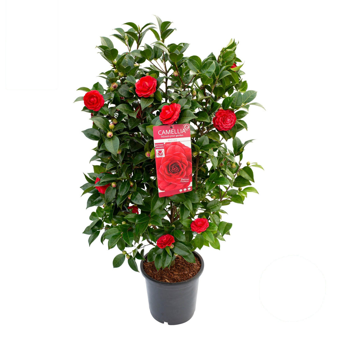 Camellia &
