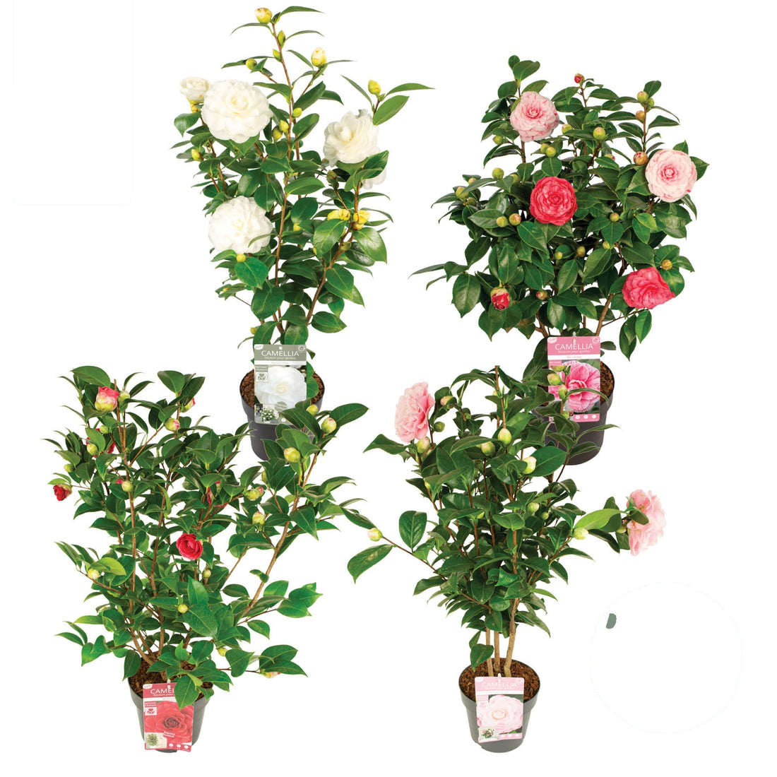 Camellia i olika sorter C3 (3 liters kruka) 50-60 cm