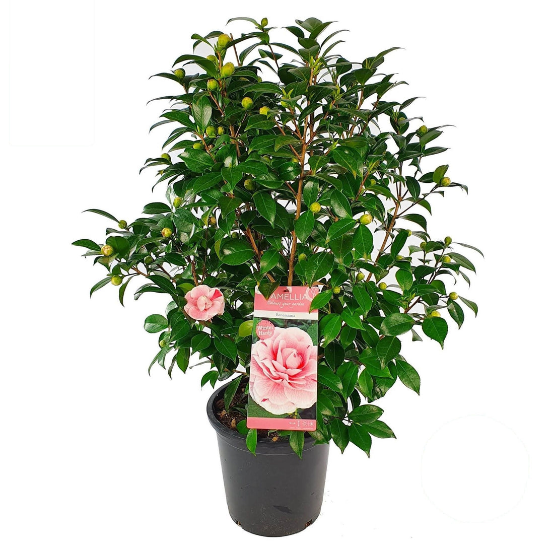 Camellia japonica &