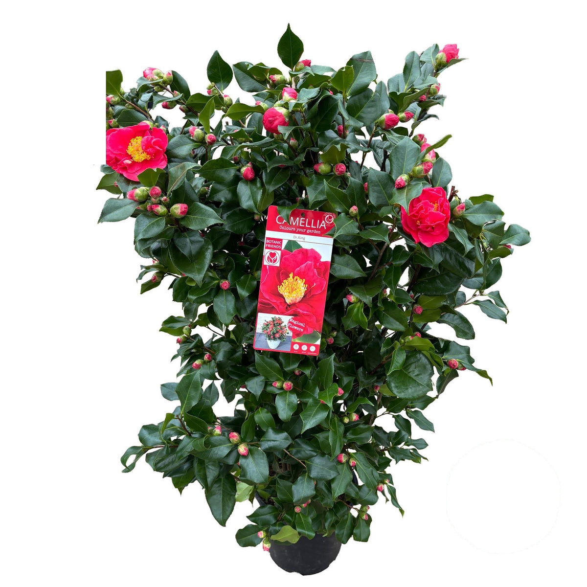 Camellia japonica &