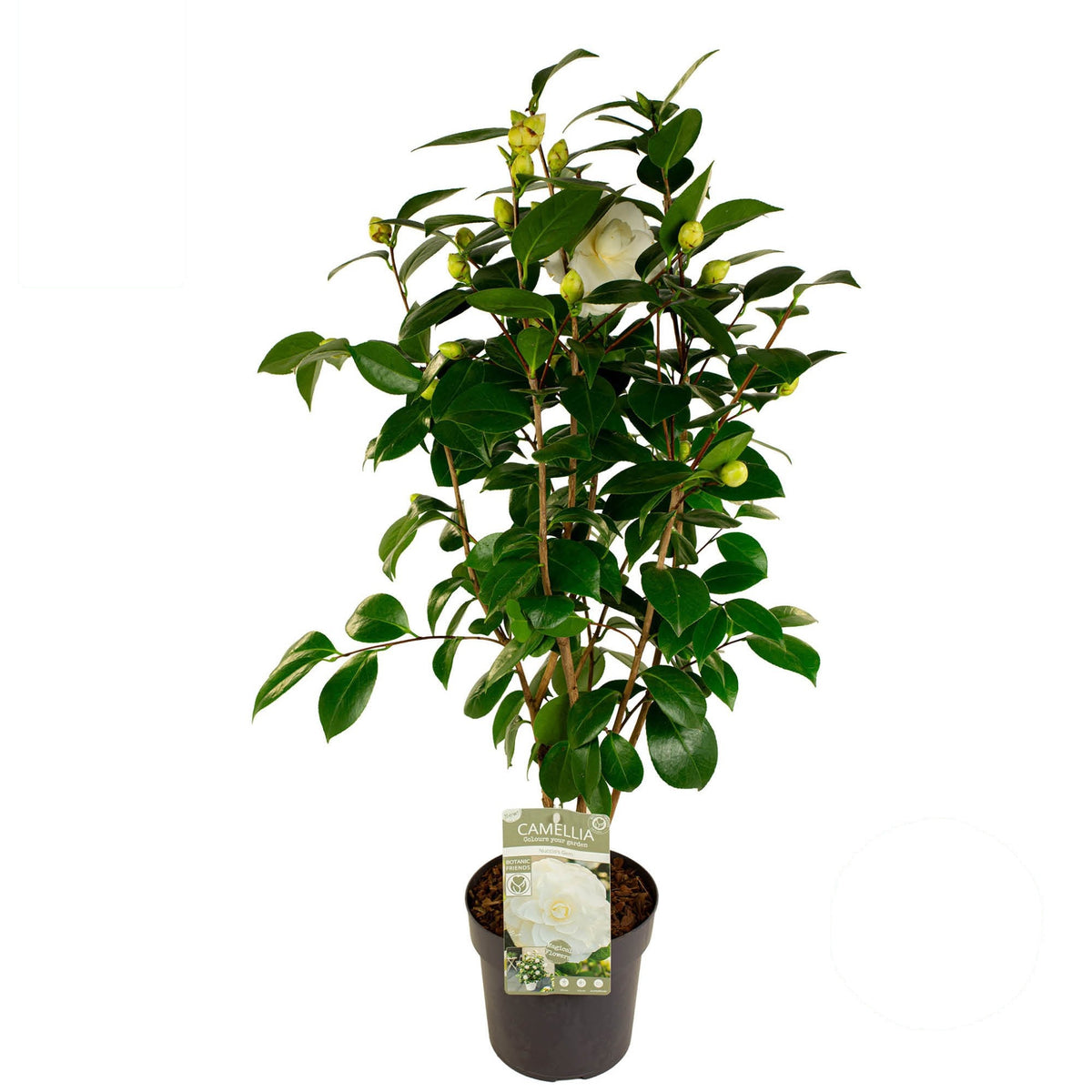 Camellia japonica &