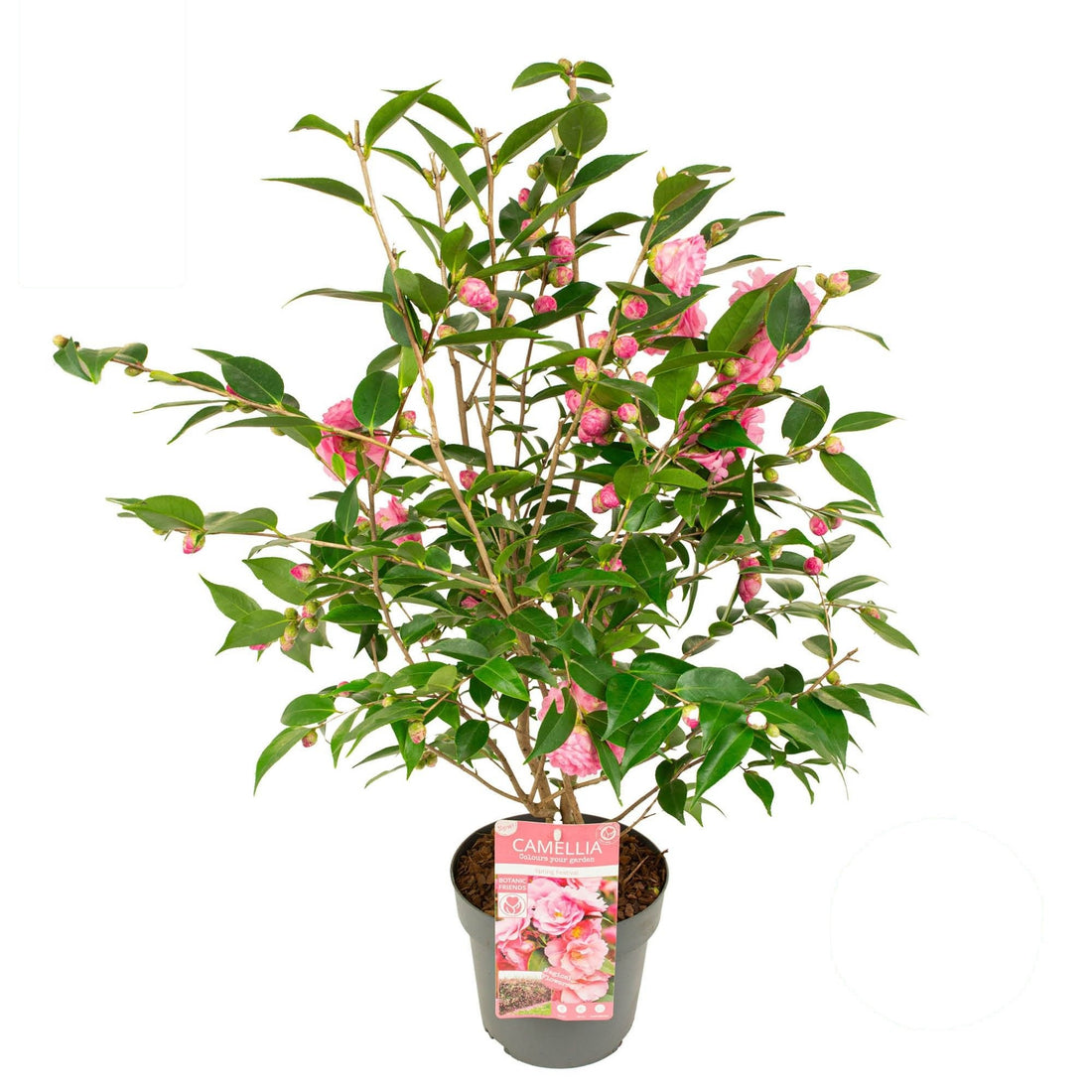 Camellia &