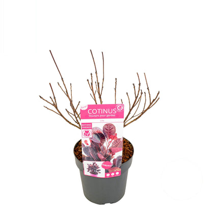 Cotinus cogg. &