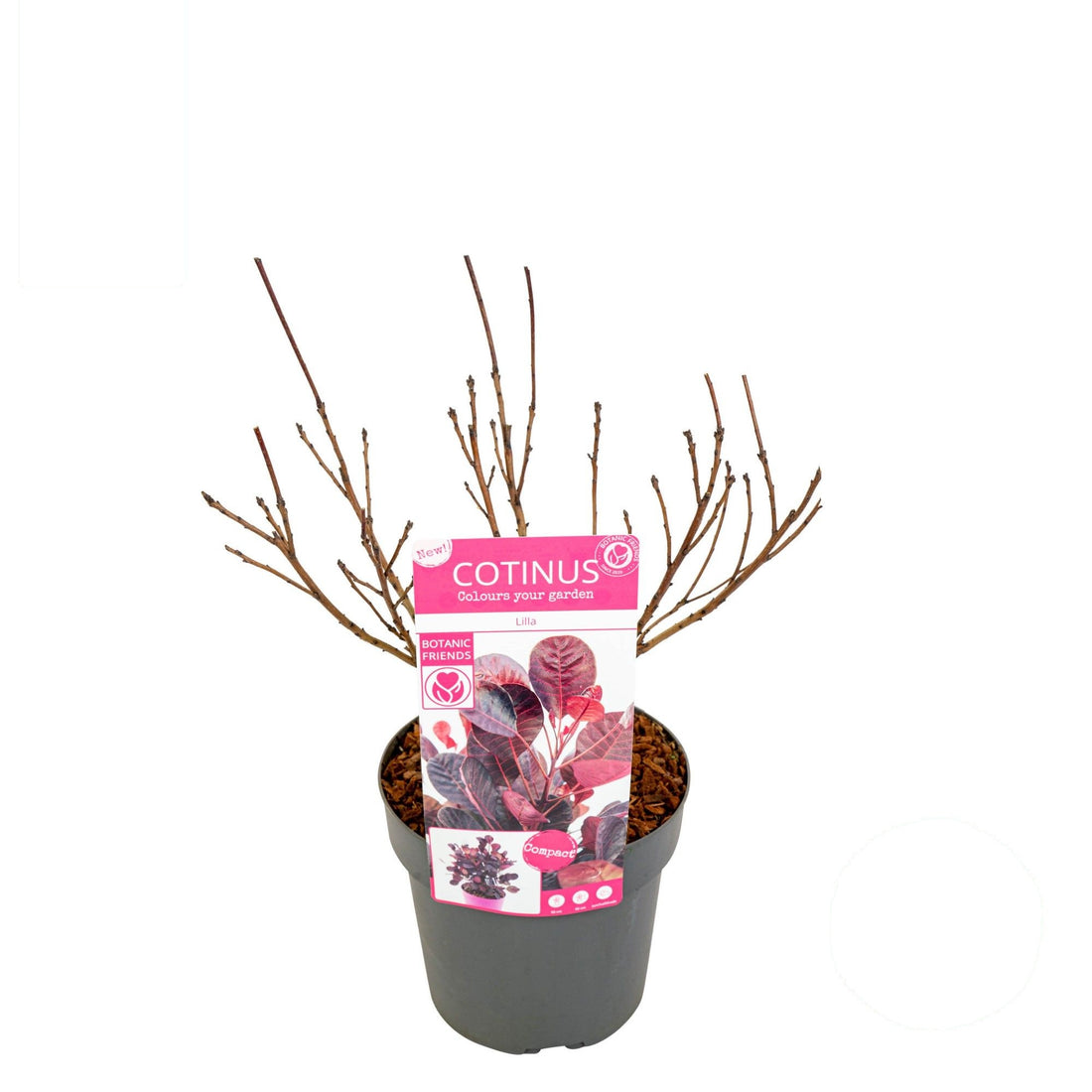 Cotinus cogg. &