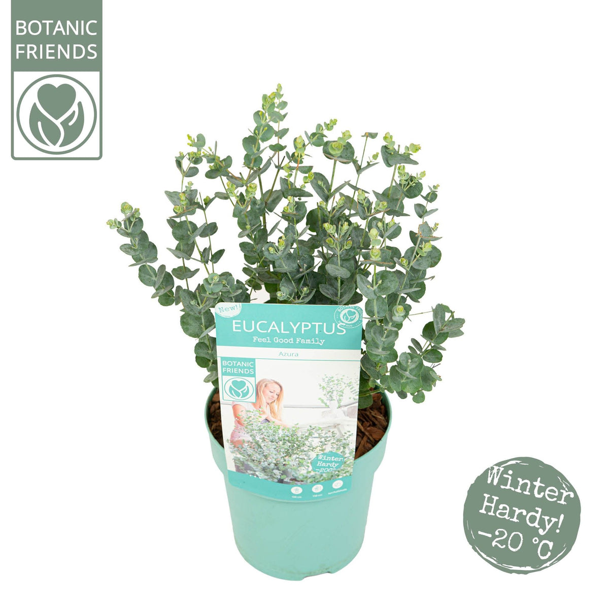 Eucalyptus gunnii &