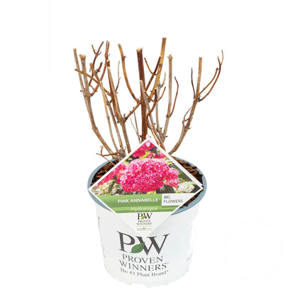 Hydrangea arborescens &