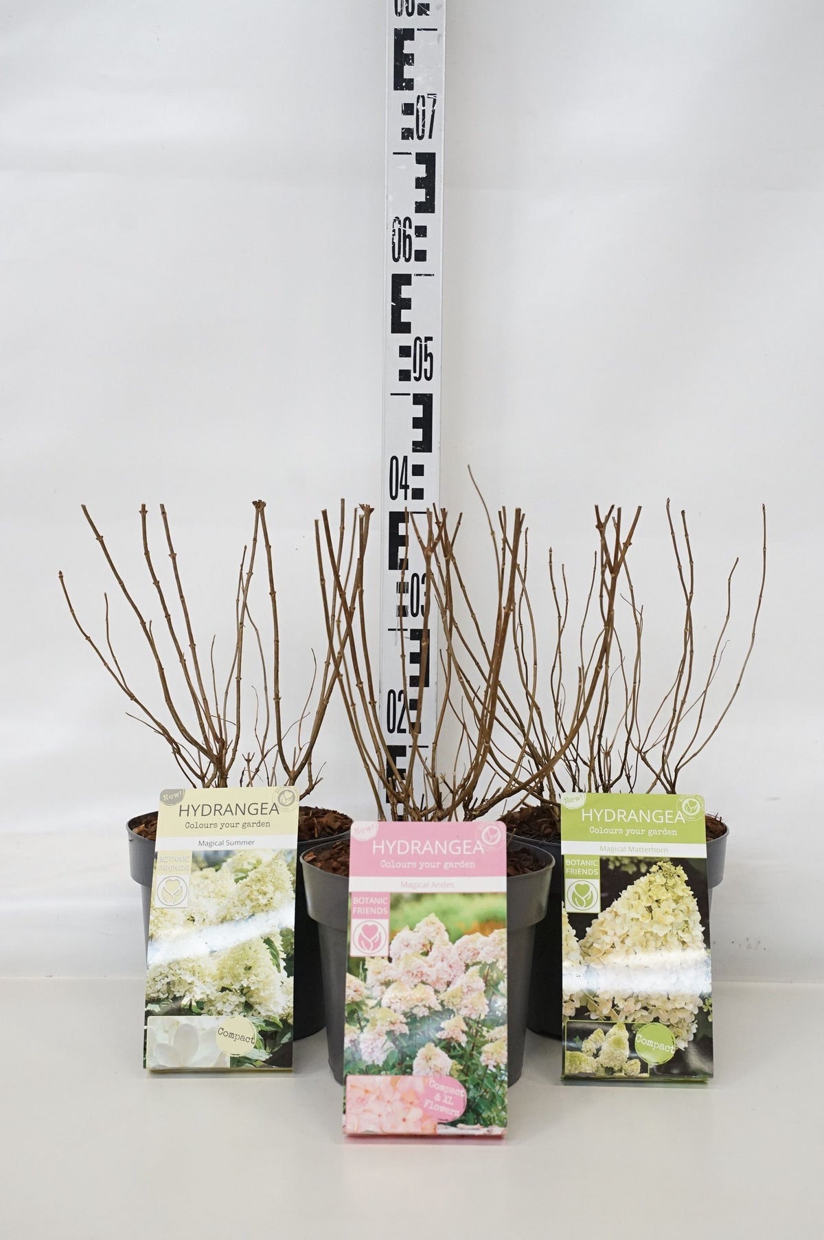 Hydrangea paniculata &