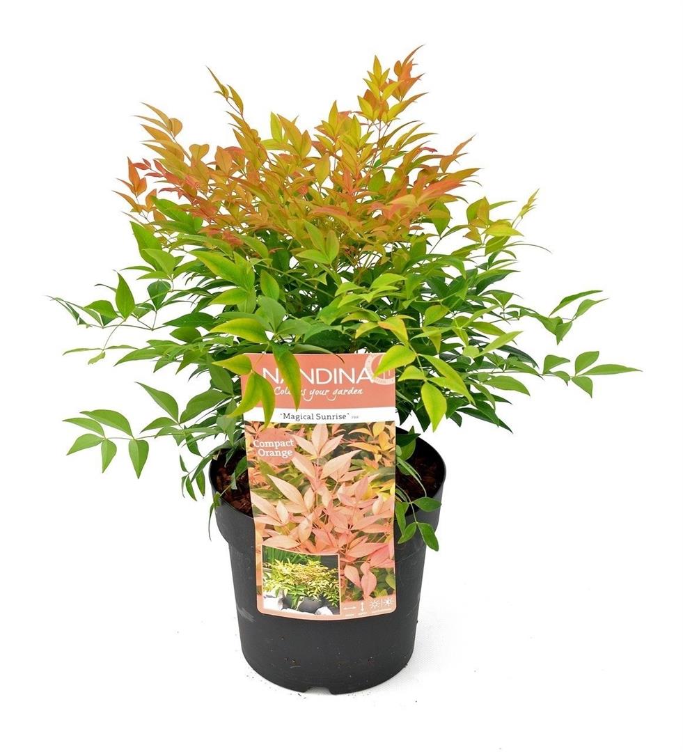 Nandina domestica &