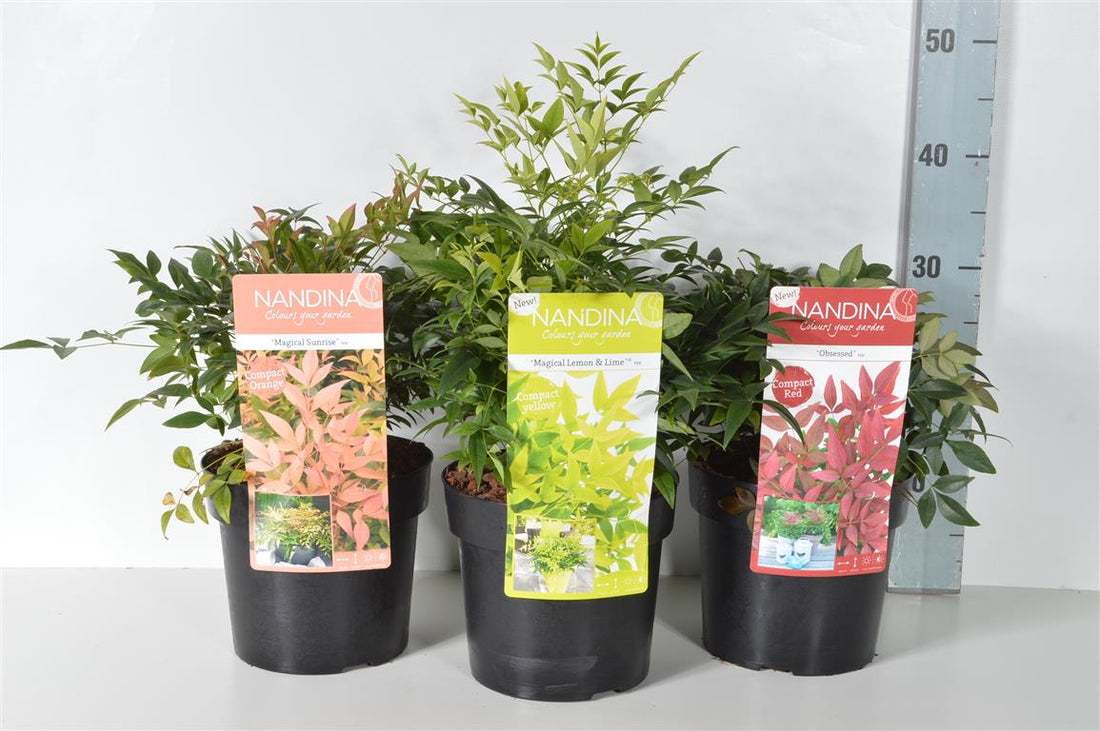 Nandina i sorter C3 (3 liters kruka) / 19 cm kruka 25-30 cm