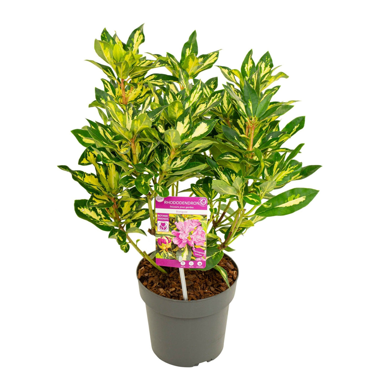 Rhododendron &