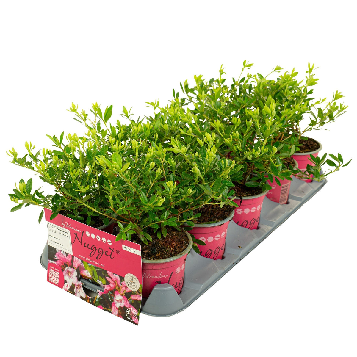 Rhododendron &