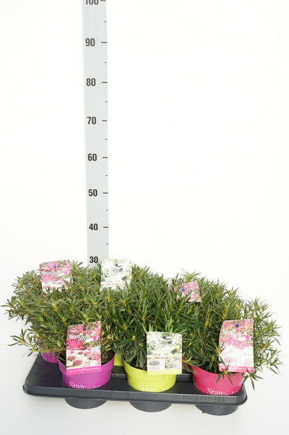 Rhododendron (AJ) &