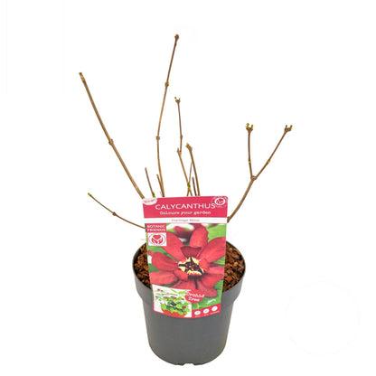 Sinocalycanthus &