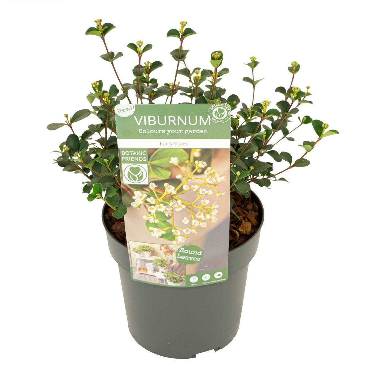 Viburnum &