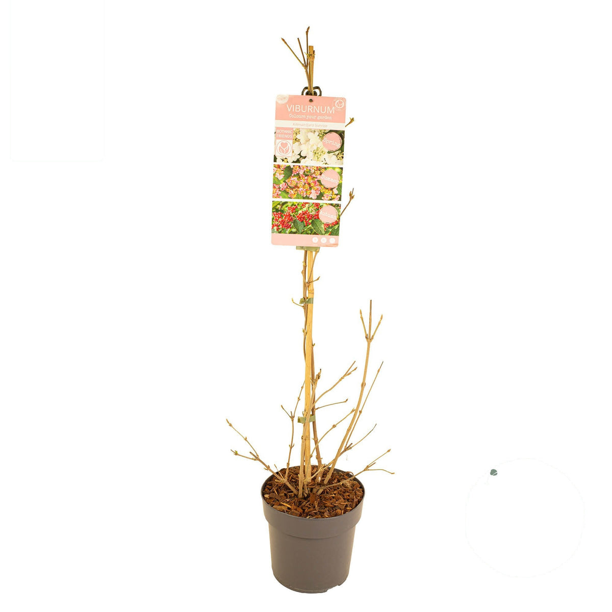 Viburnum plicatum &