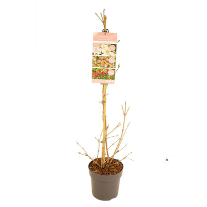 Viburnum plicatum &