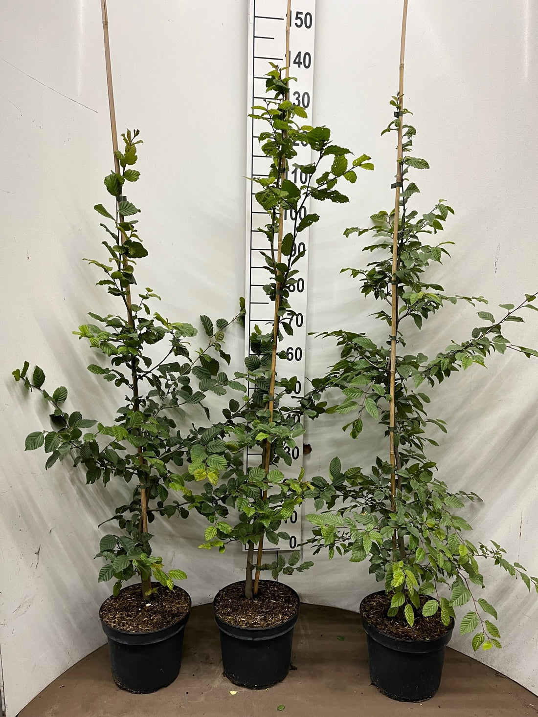 Avenbok -  C5 150-175G