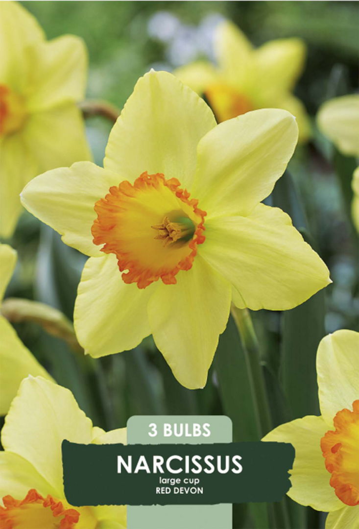 Narciss Red Devon – hel förpackningsbild med blomman, 3-pack. Från Svedberga Plantskola