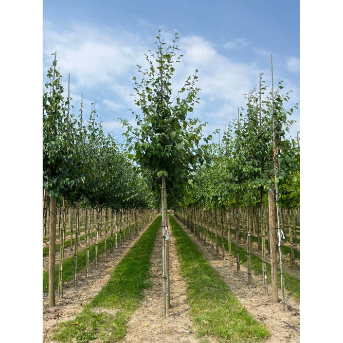 Pappersbjörk - Betula papyrifera  - Stammens omkrets 14-16 cm, höjd 3,5-4 meter,   HS,
