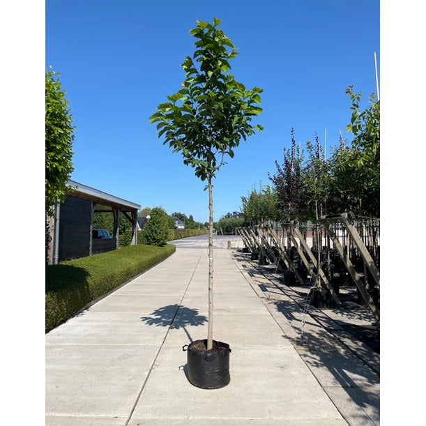 Japansk magnolia - Magnolia kobus  - Stammens omkrets 14-16 cm, höjd 3,5-4 meter,   HS, CONT