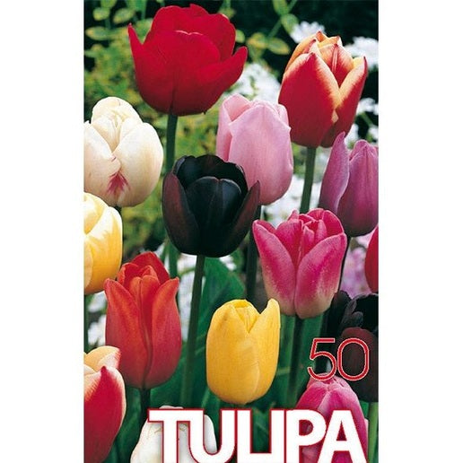 Tulpan Mix 50-pack