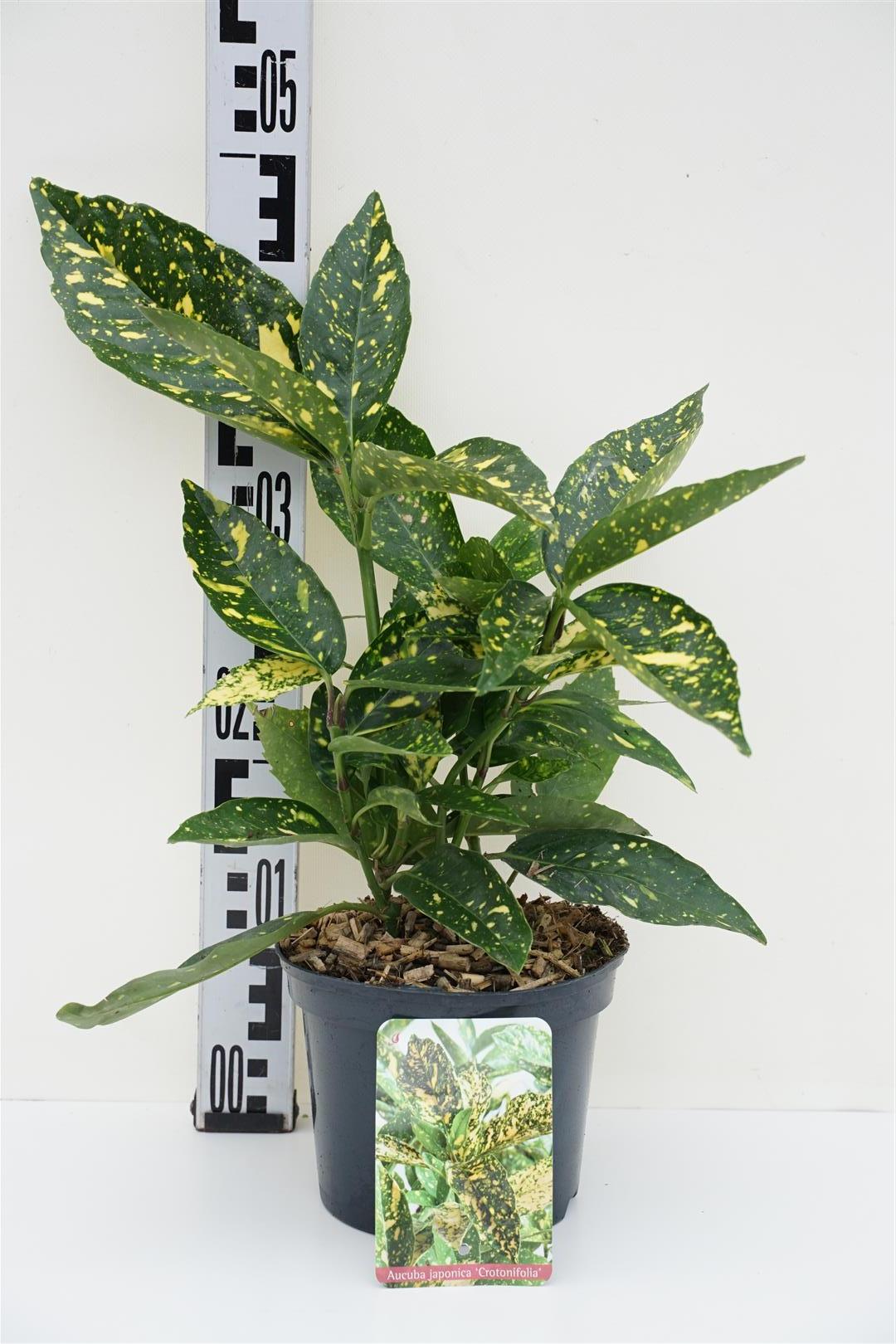Aucuba japonica &