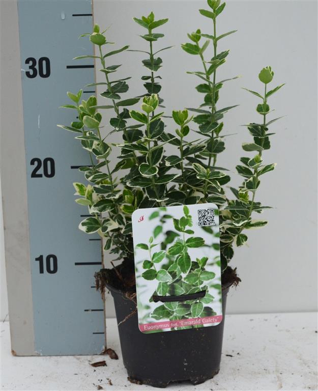 Euonymus fortunei &