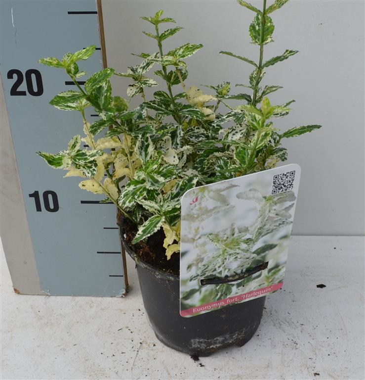 Euonymus fort. &