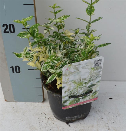 Euonymus fort. &