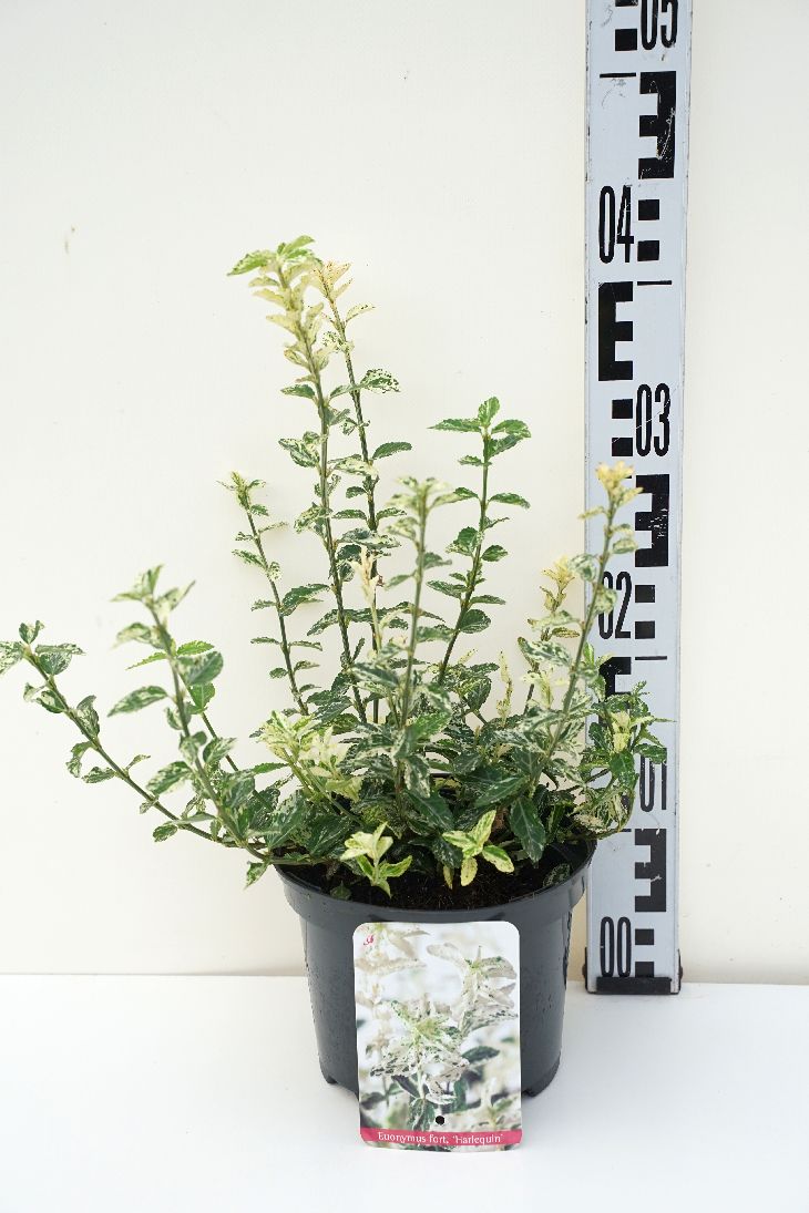 Euonymus fort. &