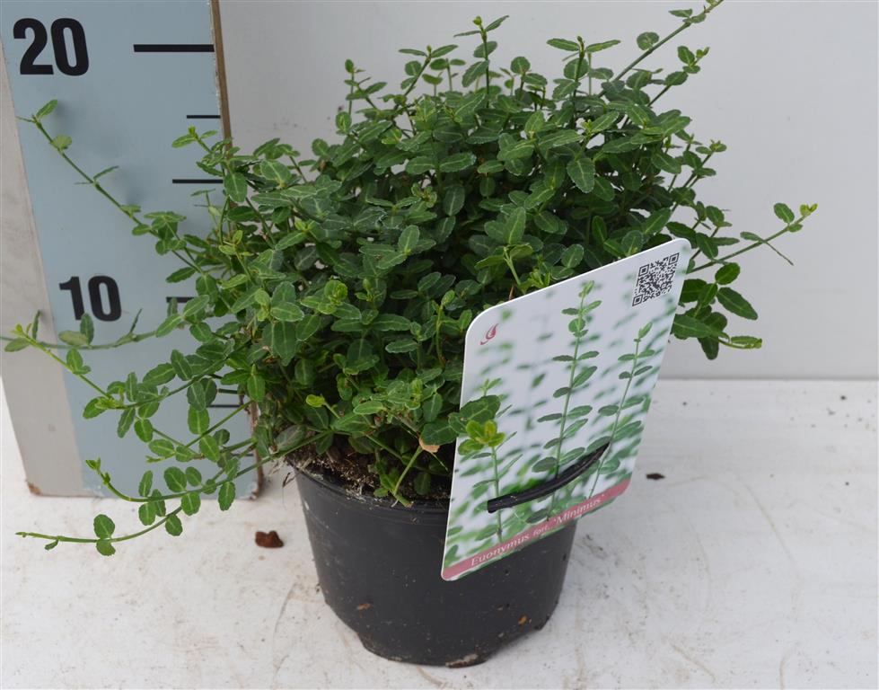 Euonymus fort. &
