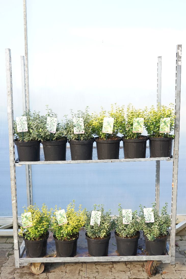 Euonymus fortunei 25-30 cm - C5 (5 liters kruka) / 23 cm kruka