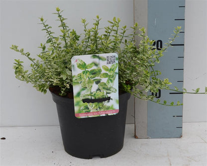 Euonymus fort. &