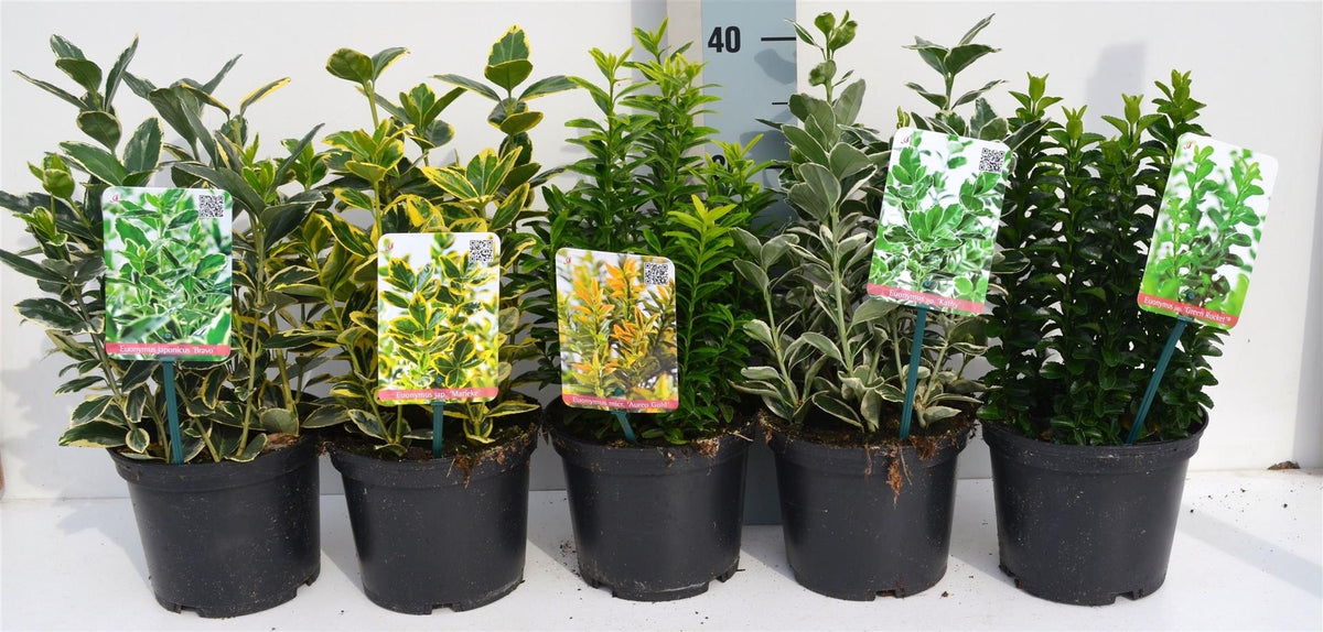 Euonymus japonicus C2 (2 liters kruka) / 17 cm kruka 30-35 cm