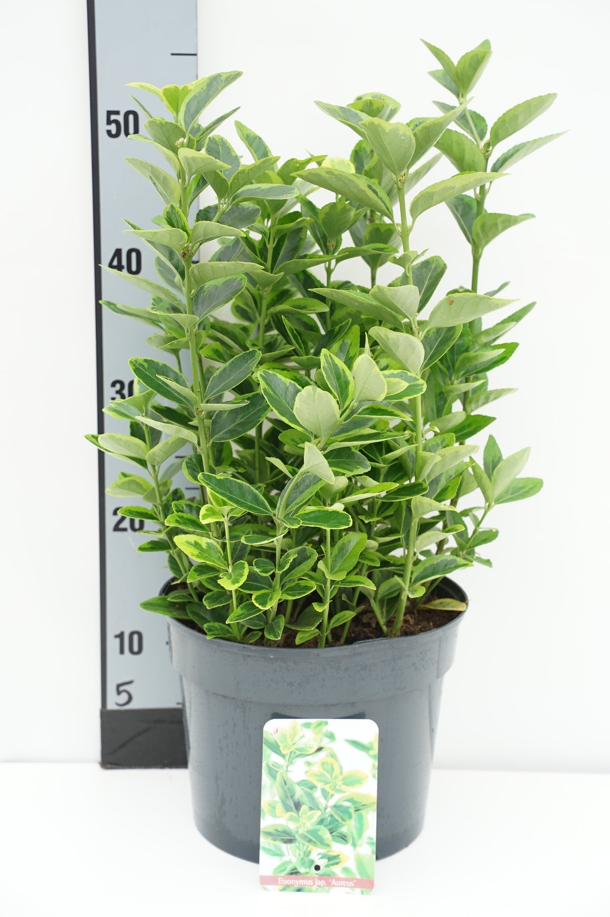 Euonymus jap. &