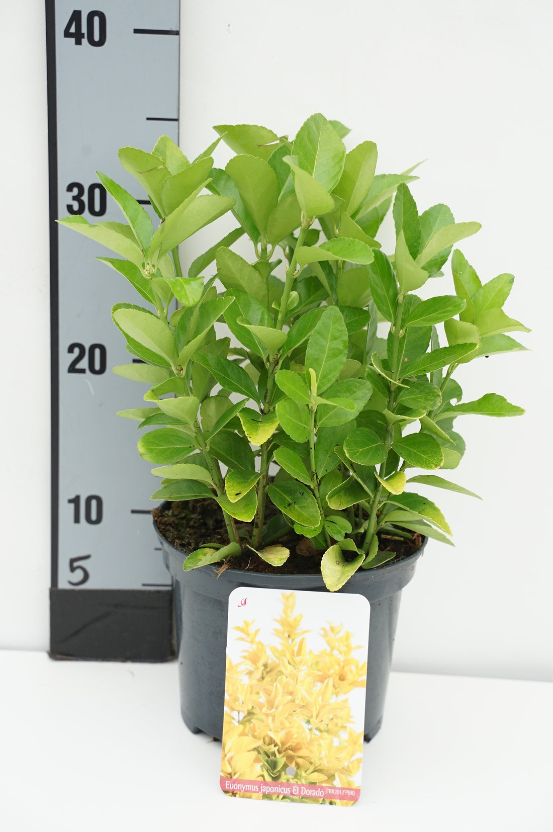 Euonymus japonicus &