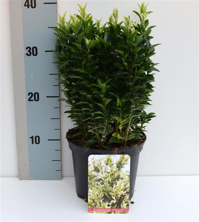 Euonymus japonicus &