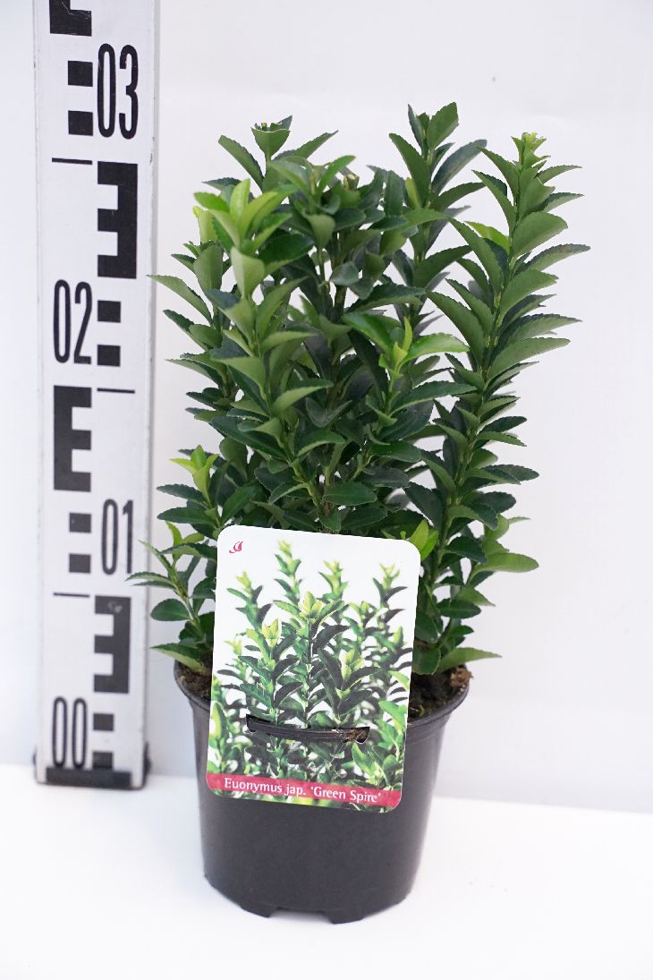 Euonymus japonicus &