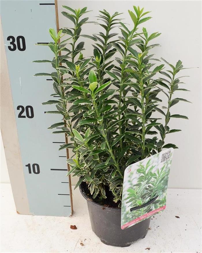 Euonymus jap. &