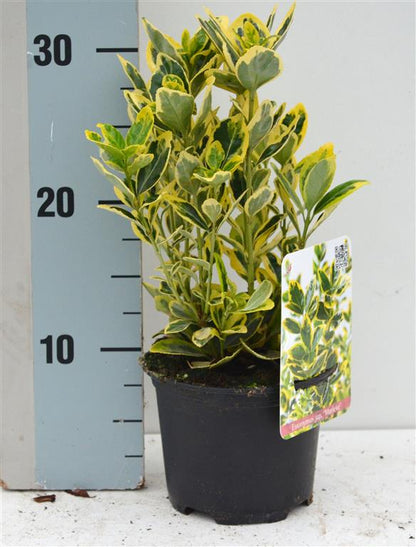 Euonymus jap. &