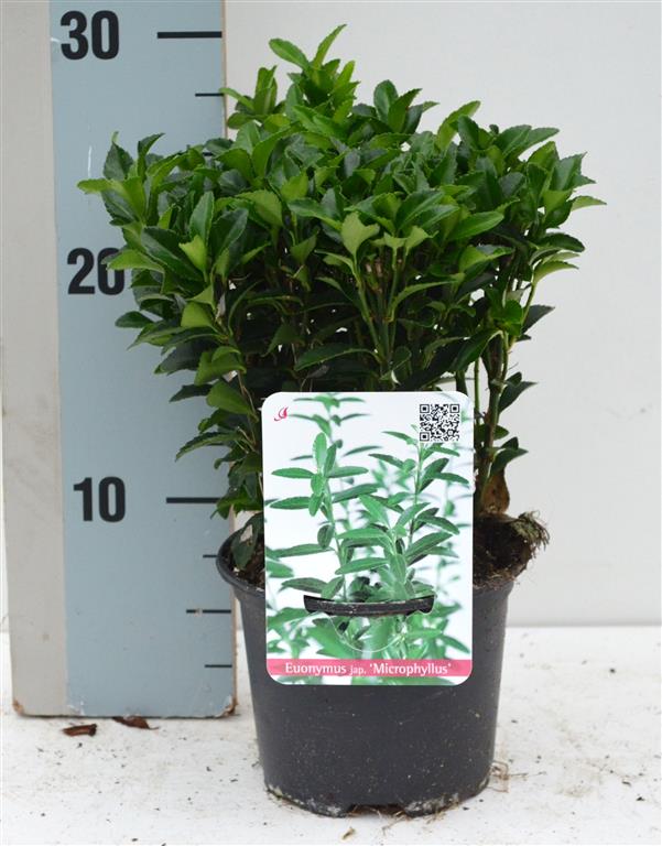 Euonymus jap. &